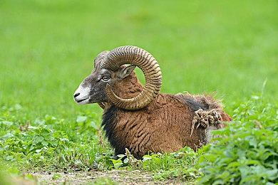 《地平线：西之绝境》完整版登陆PS5 比单买更划算