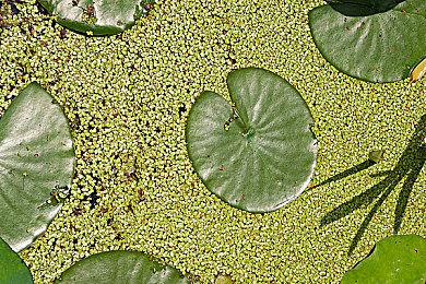 《AI 梦境档案 涅槃肇始》原声音轨 免费上线Steam